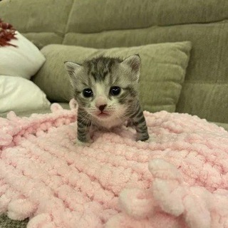 Telegram profile photo for всратые котята с авито в телеграме