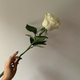Telegram profile photo for گُلّ مَن