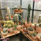 Telegram profile photo for خانه کاکتوس🌵🌵