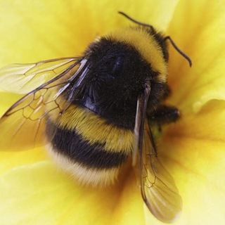 Telegram profile photo for 🐝 bumblebee confession