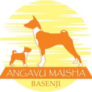 Telegram profile photo for Басенджи | Angavu Maisha