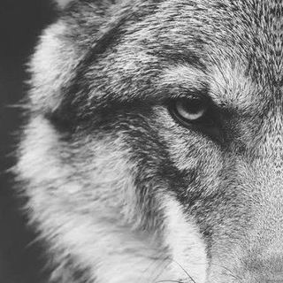 Telegram profile photo for TOPLU ALIM