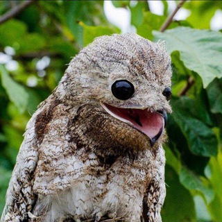Telegram group profile photo for Научпопик: комментарии