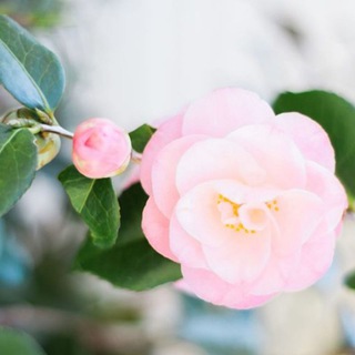 Telegram profile photo for CAMELLIA 🌺