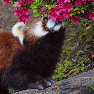 Telegram profile photo for Пандёныш🐼