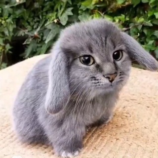 Telegram profile photo for СХОДКИ 42