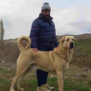 Telegram profile photo for خریدوفروشه بهترین سگهایه جنگی و ادم گیر❤️