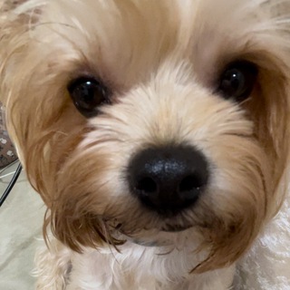 Telegram profile photo for Хаврошич