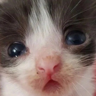 Telegram profile photo for анонимные пукпуки бабах