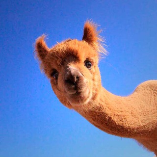 Telegram profile photo for Что может быть лучше альпак