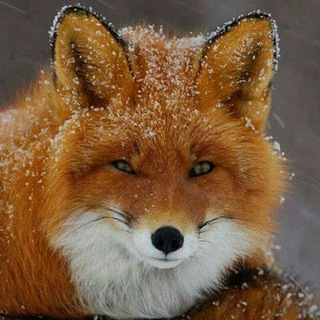 Telegram profile photo for حیوانات