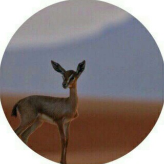 Telegram profile photo for ᷂غزالـه
