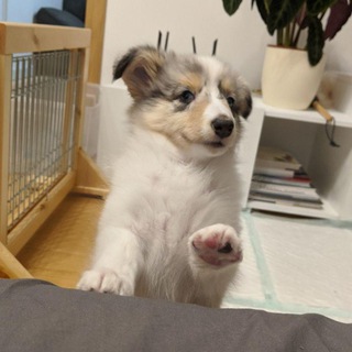 Telegram profile photo for Eevee the sheltie