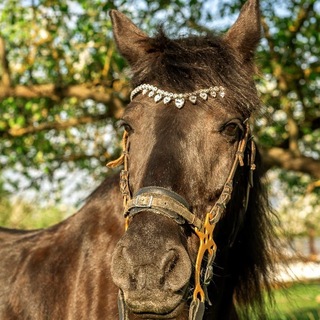 Telegram profile photo for Конный клуб «Восторг»🐴🐴🐴