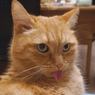 Telegram profile photo for Kitty Litter