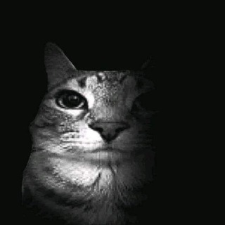 Telegram profile photo for pluxury