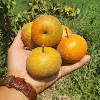 Telegram profile photo for نهال گلابی