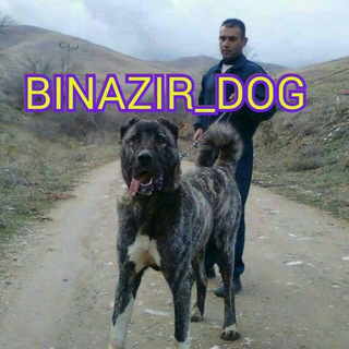 Telegram profile photo for BINAZIR_DOG