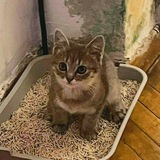 Telegram profile photo for шутки про говно