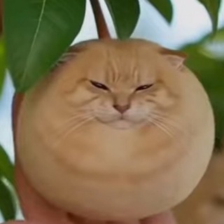 Telegram profile photo for OMOJI PEARCAT MEMES