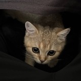 Telegram profile photo for Эльpachmak