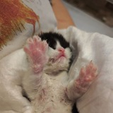 Telegram profile photo for Котятки-козлятки