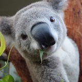 Telegram profile photo for KoalaChewingLeaves