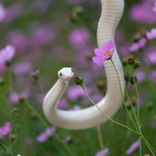Telegram profile photo for Питомник змей Kusabi Snake