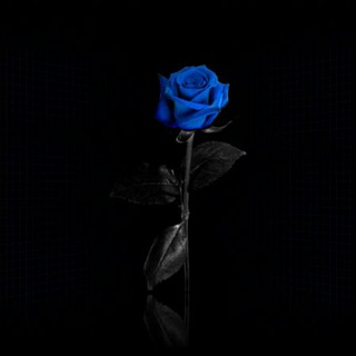 Telegram profile photo for Черные обои