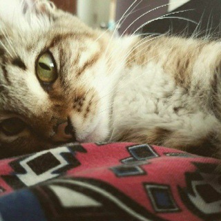 Telegram profile photo for I, cat - Gatos y más gatos