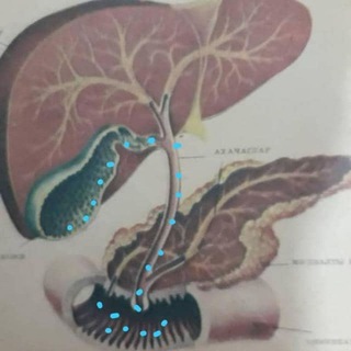 Telegram profile photo for Sadə yolla sağlam olaq