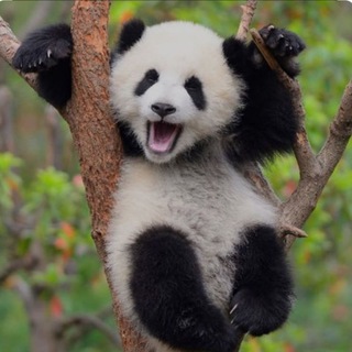 Telegram profile photo for Funny Animals πΆπ±πΌπ¦§π