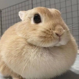 Telegram profile photo for огірок