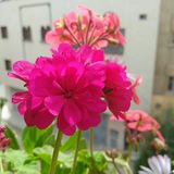 Telegram profile photo for قناة السلفية كنز ثمين