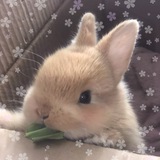 Telegram profile photo for kousagi
