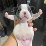 Telegram profile photo for T-POSE PUPPY Portal
