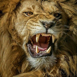 Telegram profile photo for ولۂٰآإيۓۧة ﭑﭑلـﹻ۬ۦشـۦۙﹻۦٰرس