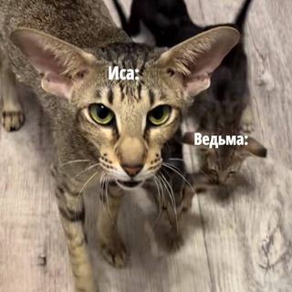 Telegram profile photo for Блог исы и ведьмы