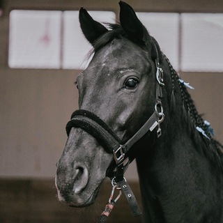 Telegram profile photo for КСК «Ягуар» Донецк