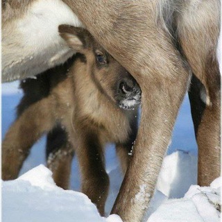 Telegram profile photo for Сказки чаучу