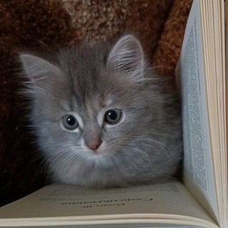 Telegram profile photo for Умный котёнок
