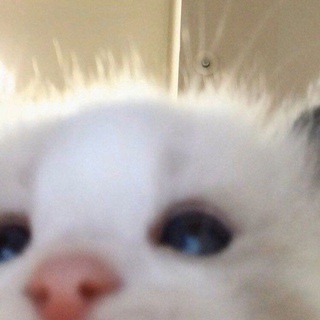Telegram profile photo for Чеки xRocket