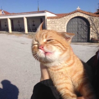 Telegram profile photo for kioto's thoughts