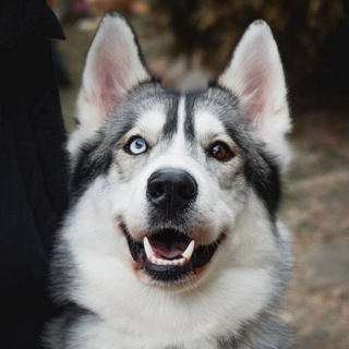 Telegram profile photo for Серая туча🐺
