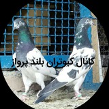 Telegram profile photo for کَبوتَران بُلَند پَرواز🕊