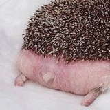 Telegram profile photo for конкон