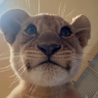 Telegram profile photo for BLESK
