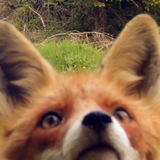 Telegram profile photo for Forever young