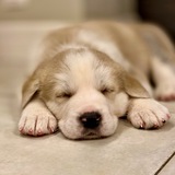 Telegram profile photo for Собакен Дома