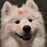 Telegram profile photo for 观猹者效应